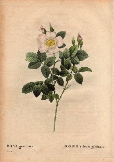 ボタニカルプレート、フラワー、ローズのバリエーション。ジェムストーン・フラワード・ローズ。(Rosa geminata）。)1820年以前にドイツのヴュルツブルク近郊でラウ教授が発見。ピエール・ジョセフ・ルドゥーテ（1759〜1840）の「薔薇」第2巻に掲載。 作： Pierre Joseph Redouté