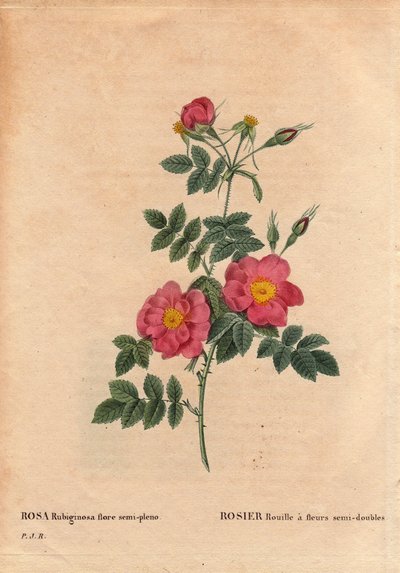 ボタニカルプレート、花、バラの品種。1806年頃にP.J.ルドゥーテが種から入手して栽培した、半八重の花を咲かせるローズラスト（Rosa rubiginosa flora semi pleno）。ピエール・ジョセフ・ルドゥーテ（1759-1840）の「Les Roses」第2巻に掲載。 作： Pierre Joseph Redouté
