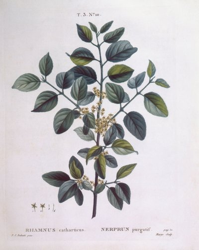 バックソーン（Rhamnus catharticus）、Henry Louis Duhamel du Monceau、Pierre Joseph Redoutéによる植物画プレート 作： Pierre Joseph Redouté
