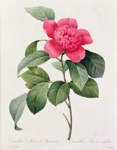 ツバキ アネモネフォリア (着色彫刻) 作： Pierre Joseph Redouté