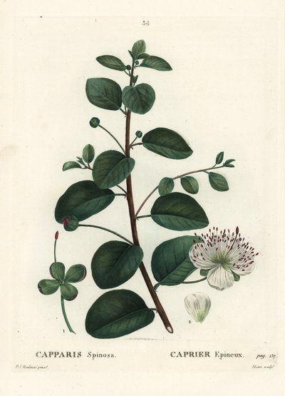 ケッパー・ブッシュ（Capparis spinosa）。パリで出版されたHenri Louis Duhamel du Moncelの『Treat des Arbres et Shrustes』に掲載されたPierre-Joseph Redouteの挿絵をもとにMoretが描いた手彩色のスティプル・エングレーヴィング。 作： Pierre Joseph Redouté