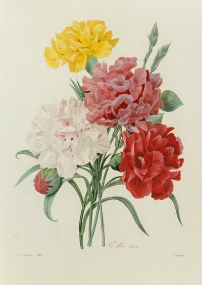 「最も美しい花の選択」からのカーネーション、1833年 作： Pierre Joseph Redouté