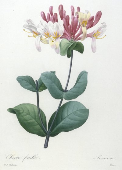 シュヴェールフィーユ、Choice Des Plus Belle Fleurs et des Beaux Fruits、1827年（手彩色の点描彫刻） 作： Pierre Joseph Redouté