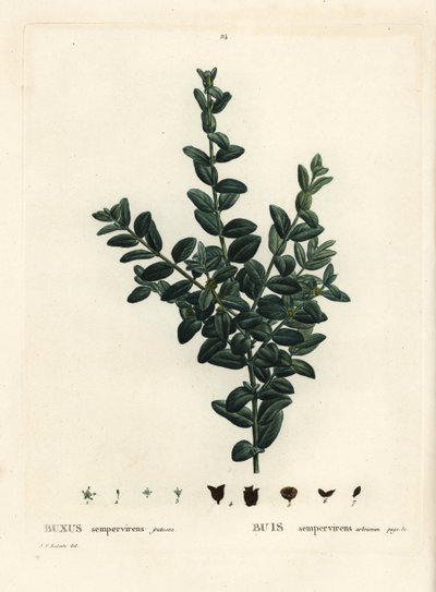 ツゲ（Buxus sempervirens fruticosa）は、一般的な箱、ヨーロッパの箱、またはツゲ。パリのHenri Louis Duhamel du Monceauの『Treat des Arbres et Shrustes』に掲載されたPierre-Joseph Redouteのイラストをもとにした手彩色のスティプル・エングレーヴィング。 作： Pierre Joseph Redouté