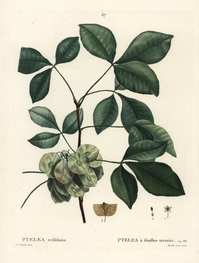 コモン・ホップツリー、スタッキング・アッシュ、またはウェハース・アッシュ、Ptelea trifoliata（Ptelea trifoliata）。パリのHenri Louis Duhamel du Moncelの『Treat des Arbres et Shrustes』に掲載されたPierre-Joseph Redouteの挿絵をもとに、Mixelle l