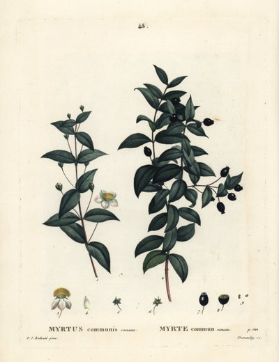 一般的なマートル（Myrtus communis）。パリで出版されたHenri Louis Duhamel du Moncelの『Treat des Arbres et Shrustes』に掲載されたPierre-Joseph Redouteのイラストをもとに、Demachyが手彩色で描いたスティプル・エングレーヴィング。 作： Pierre Joseph Redouté
