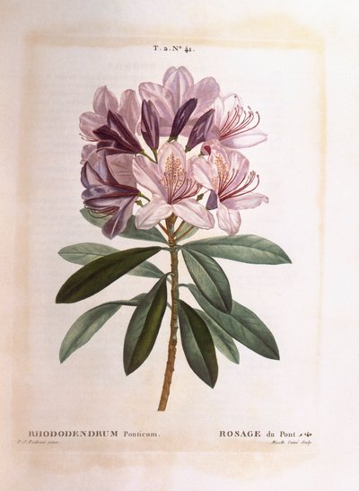 一般的なシャクナゲ（Rhododendron ponticum）、Henry Louis Duhamel du Monceau、Pierre Joseph Redoutéによる植物図版 作： Pierre Joseph Redouté