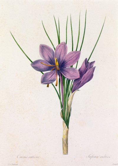 Crocus Sativus (カラー彫刻) 作： Pierre Joseph Redouté