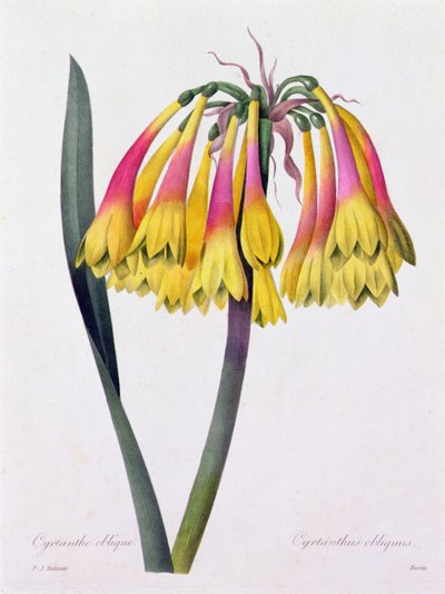 Cyrtanthus Obliquus (カラー彫刻) 作： Pierre Joseph Redouté