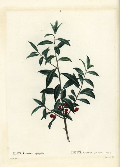 大王ヒイラギ（Ilex cassine）。パリで出版されたHenri Louis Duhamel du Moncelの『Treat des Arbres et Shrustes』に掲載されたPierre-Joseph Redouteの挿絵をもとに、Coqueretが描いた手彩色のスティプル・エングレーヴィング。 作： Pierre Joseph Redouté