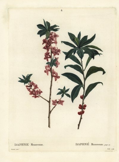Daphne or mezereon, Daphne mezereum.パリのHenri Louis Duhamel du Moncelの『Treat des Arbres et Shrustes』に掲載されたPierre-Joseph Redouteの挿絵をもとにTrollが描いた手彩色のスティップル・エングレーヴィング。 作： Pierre Joseph Redouté