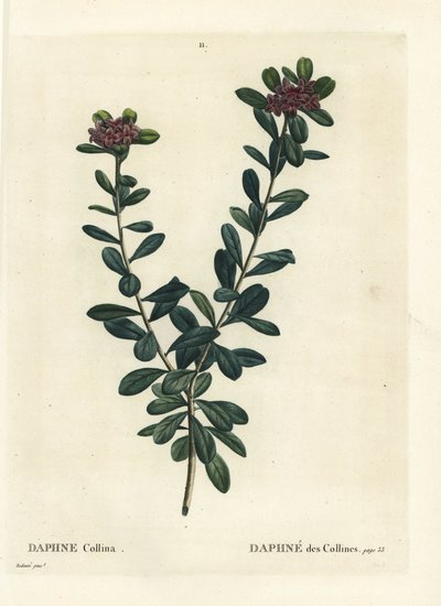 Daphne sericea（Daphne collina）。パリのHenri Louis Duhamel du Monceauの『Treat des Arbres et Shrustes』に掲載されたPierre-Joseph Redouteの挿絵をもとにした手彩色のスティップル・エングレーヴィング。 作： Pierre Joseph Redouté