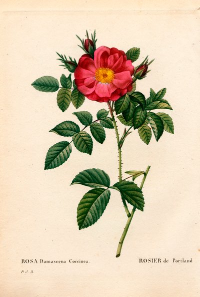 ポートランド公爵夫人のバラ（Rosa portlandica, Portland rose）。ピエール・ジョセフ・ルドゥーテの「Les Roses」（パリ）より、手彩色のスティップル銅版画 作： Pierre Joseph Redouté