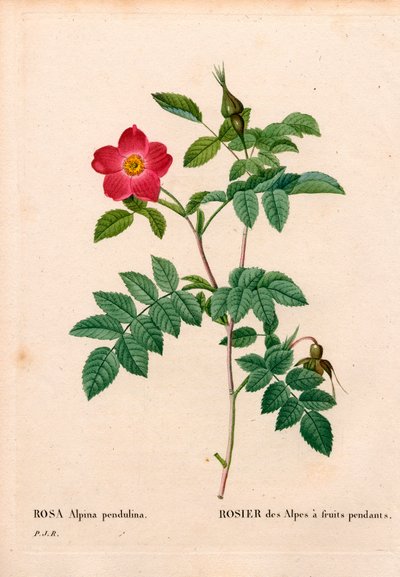結実したピンクアルパイン（ロサ・ペンドゥリナ）。ピエール・ジョセフ・ルドゥーテの「Les Roses」（パリ）より、手彩色のスティプル銅版画 作： Pierre Joseph Redouté