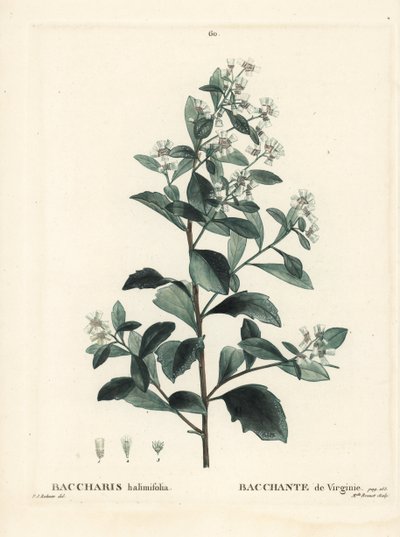 イースタン・バッカリス、グラウゼル・ブッシュ、シーマートル、ソルトブッシュ（Baccharis halimifolia）。パリで出版されたHenri Louis Duhamel du Moncelの『Treat des Arbres et Shrustes』に掲載されたPierre-Joseph Redouteのイラストをもとに、Miss Brenetが描いた手彩色のスティプル・エングレーヴィング。 作： Pierre Joseph Redouté