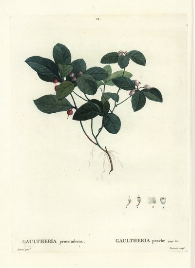 イースタン・ティーベリー、チェッカーベリー、ボックスベリー（Gaultheria procumbens）。パリで出版されたHenri Louis Duhamel du Moncelの『Treates des Trees et Shrustes』に掲載されたPierre-Joseph Redouteの挿絵をもとにTassaertが描いた手彩色のスティプルエングレーヴィング。 作： Pierre Joseph Redouté