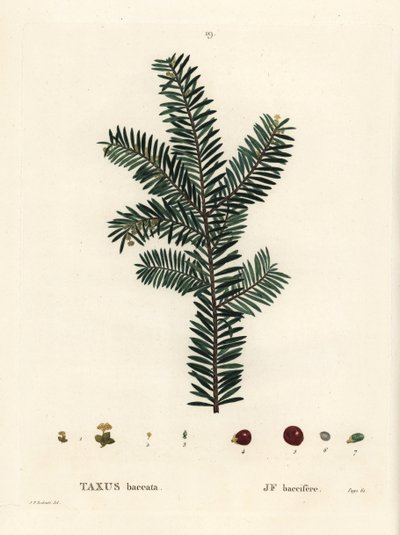 イギリスのイチイの木、またはヨーロッパのイチイ、Taxus baccata。パリのHenri Louis Duhamel du Monceauの『Treat des Arbres et Shrustes』に掲載されたPierre-Joseph Redouteのイラストをもとにした手彩色のスティップル・エングレーヴィング。 作： Pierre Joseph Redouté