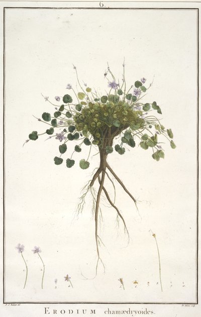 Geraniologiaまたは時間からのデイジーchamaedryoides、PELARGONII、Monsoniae Grielumの歴史的アイコンの例、1787-88（手塗りの彫刻） 作： Pierre Joseph Redouté