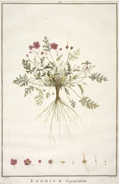 デイジースープラカナム、Geraniologia、または時間、PELARGONII、Monsoniae Grielumの歴史的アイコンの例証、1787-88（手塗りの彫刻） 作： Pierre Joseph Redouté