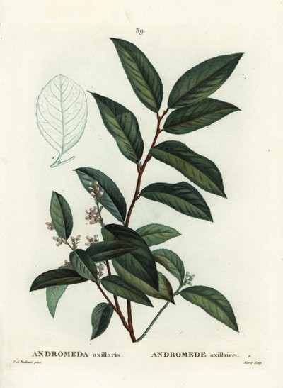フェッターブッシュ（Andromeda axillaris）。パリで出版されたHenri Louis Duhamel du Moncelの『Treat des Arbres et Shrustes』に掲載されたPierre-Joseph Redouteのイラストをもとに、Moretが手彩色のスティプル・エングレーヴィングを施したもの。 作： Pierre Joseph Redouté