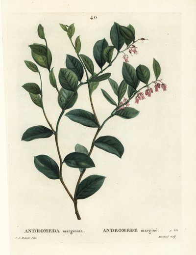 フェッターブッシュ（Andromeda marginata）。パリで出版されたHenri Louis Duhamel du Moncelの『Treat des Arbres et Shrustes』に掲載されたPierre-Joseph Redouteのイラストをもとに、J.Marchandが手彩色したスティップル・エングレーヴィング。 作： Pierre Joseph Redouté