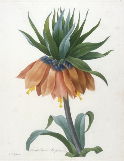 Fritillaire Imperiale、最も美しい花と最も美しい果物の選択、1827年 作： Pierre Joseph Redouté