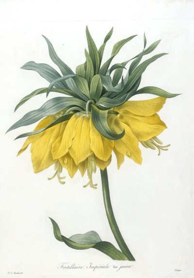 フリテリエール、インペリアーレヴァリエジョーン、Choice Des Plus Belle Fleurs et des Beaux Fruits、1827年（手彩色の点描彫刻） 作： Pierre Joseph Redouté