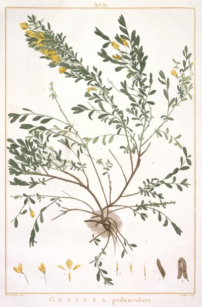 新品またはそれ以下のCognitae、1784年のストリップからのほうきの柄（手彩色の彫刻） 作： Pierre Joseph Redouté