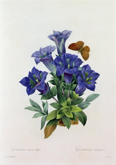 リンドウ Acaulis (着色された彫刻) 作： Pierre Joseph Redouté