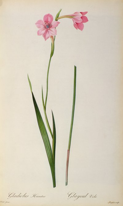 グラジオラスHirsulus、 `Les Liliacees &39;から、1805 作： Pierre Joseph Redouté