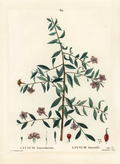 クコの実、Lycium barbarum (Lycium lanceolatum)。パリで出版されたHenri Louis Duhamel du Moncelの『Treat des Arbres et Shrustes』に掲載されたPierre-Joseph Redouteの挿絵をもとに、Du Ruisseauが描いた手彩色のスティプルエングレーヴィング。 作： Pierre Joseph Redouté