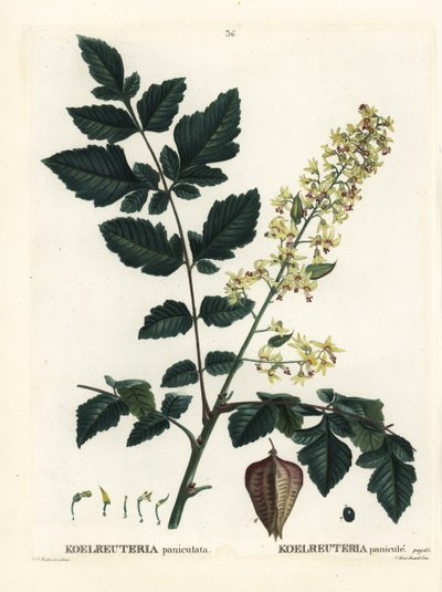 インドが誇るゴールデンレイン・ツリー、チャイナ・ツリー、ワニス・ツリー（Koelreuteria paniculata）。パリで出版されたHenri Louis Duhamel du Monceauの『Treat des Arbres et Shrustes』に掲載されたPierre-Joseph Redouteの挿絵をもとにした手彩色のスティプル・エングレーヴィング。 作： Pierre Joseph Redouté