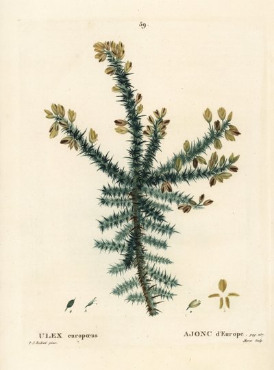 ゴース、フリーズ、ホイン、Ulex europaeus。パリで出版されたHenri Louis Duhamel du Moncelの『Treat des Arbres et Shrustes』に掲載されたPierre-Joseph Redouteの挿絵をもとにMoretが描いた手彩色のスティプル・エングレーヴィング。 作： Pierre Joseph Redouté