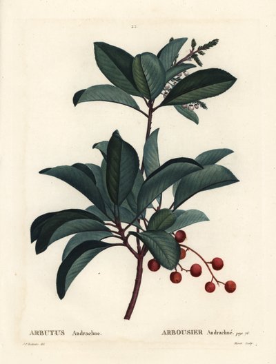 ギリシャのイチゴの木（Arbutus andrachne）。パリで出版されたHenri Louis Duhamel du Moncelの『Treat des Arbres et Shrustes』に掲載されたPierre-Joseph Redouteの挿絵をもとにMoretが描いた手彩色のスティプル・エングレーヴィング。 作： Pierre Joseph Redouté