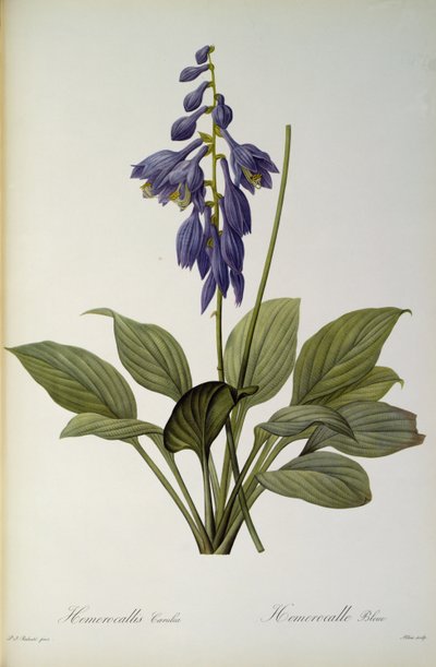 ヘメロカリスCaerulea、 `Les Liliacees &39;、1806年 作： Pierre Joseph Redouté