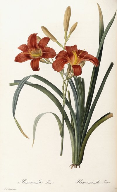 Hemerocallis Fulva-ヘメロカレスフォーブ 作： Pierre Joseph Redouté