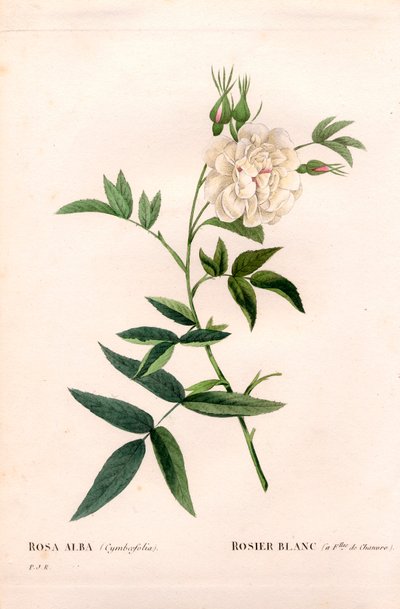 麻の葉をつけた白バラ（Rosa alba var. cannabifolia）。ピエール・ジョセフ・ルドゥーテの「Les Roses」（パリ）より、手彩色のスティプル銅版画 作： Pierre Joseph Redouté
