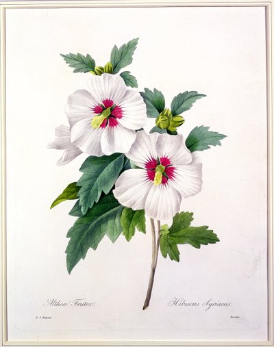1827年の「Choix des Plus Belles Fleurs」からベッサンによって刻まれたハイビスカスシリアリアス 作： Pierre Joseph Redouté