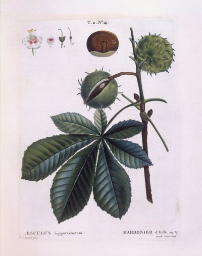 セイヨウトチノキ（Aesculus hippocastanum）、Henry Louis Duhamel du Monceau、Pierre Joseph Redoutéによる植物図版 作： Pierre Joseph Redouté