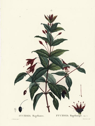 ハミングバード・フクシア（Fuchsia magellanica）。パリで出版されたHenri Louis Duhamel du Moncelの『Treat des Arbres et Shrustes』に掲載されたPierre-Joseph Redouteのイラストをもとに、Du Ruisseauが手彩色したスティップル・エングレーヴィング。 作： Pierre Joseph Redouté