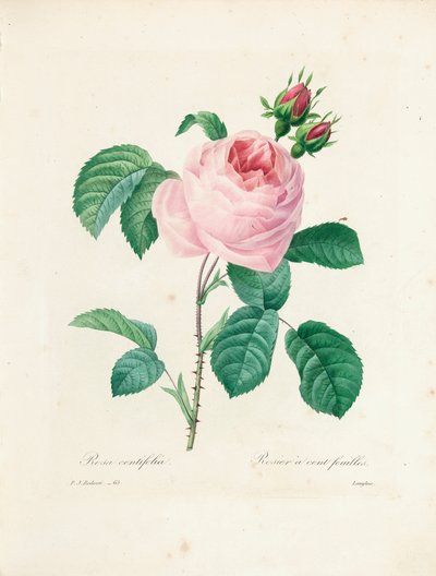 次の芸術家によるアート作品： Pierre Joseph Redouté