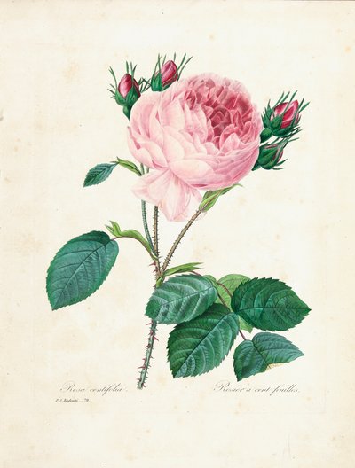 「最も美しい花と最も美しい果実の選択」、Vol。私、1827-33 作： Pierre Joseph Redouté
