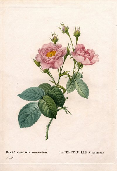 百花繚乱のアネモネ（Rosa centifolia variety, La Centfeuilles Anemone）。ピエール・ジョセフ・ルドゥーテの「Les Roses」（パリ）に掲載された手彩色のスティプル銅版画 作： Pierre Joseph Redouté