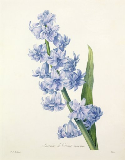 1827年の「Choix des Plus Belles Fleurs」からビクターによって彫刻されたヒヤシンスオリエンタリス（一般的なヒヤシンス） 作： Pierre Joseph Redouté