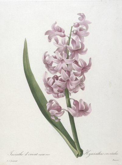 次の芸術家によるアート作品： Pierre Joseph Redouté