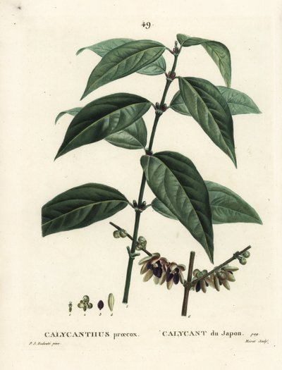 日本のオールスパイス、Chimonanthus praecox（Calycanthus praecox）。パリのHenri Louis Duhamel du Moncelの『Treat des Arbres et Shrustes』に掲載されたPierre-Joseph Redouteの挿絵をもとにMoretが描いた手彩色のスティプル・エングレーヴィング。 作： Pierre Joseph Redouté