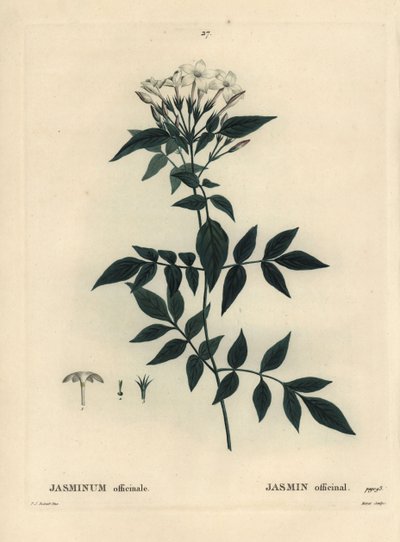 ジャスミン（Jasminum officinale）。パリで出版されたHenri Louis Duhamel du Moncelの『Treat des Arbres et Shrustes』に掲載されたPierre-Joseph Redouteの挿絵をもとにMoretが描いた手彩色のスティプルエングレーヴィング。 作： Pierre Joseph Redouté
