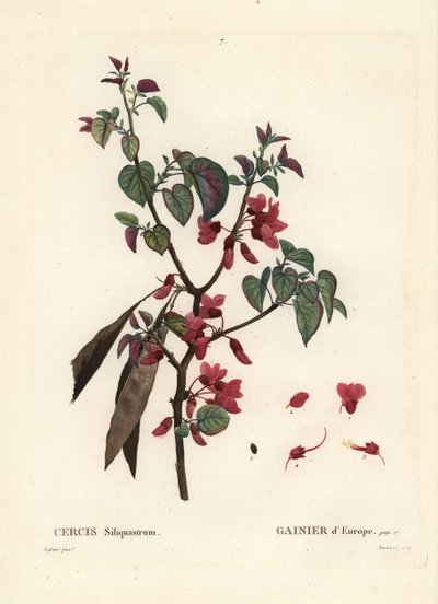 ユダの木、Cercis siliquastrum。パリで出版されたHenri Louis Duhamel du Moncelの『Treat des Trees et Shrustes』に掲載されたPierre-Joseph Redouteの挿絵をもとにTassaertが描いた手彩色のスティプル・エングレーヴィング。 作： Pierre Joseph Redouté