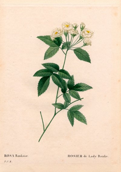 レディー・バンクス・ローズ（Rosa banksiae var. alba-plena）。ピエール・ジョセフ・ルドゥーテの「Les Roses」（パリ）より、手彩色のスティプル銅版画 作： Pierre Joseph Redouté