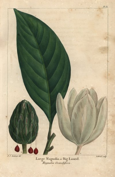 大きなモクレンの木、大きなローレル、Magnolia grandiflora（彫刻 作： Pierre Joseph Redouté